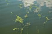 Bluegill Weeds 